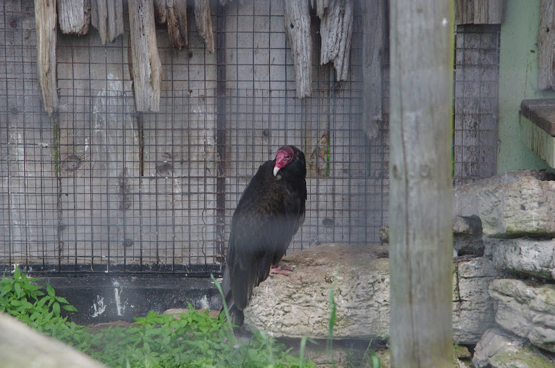 2014 - Turkey Vulture, Birds of Prey Conservation Centre