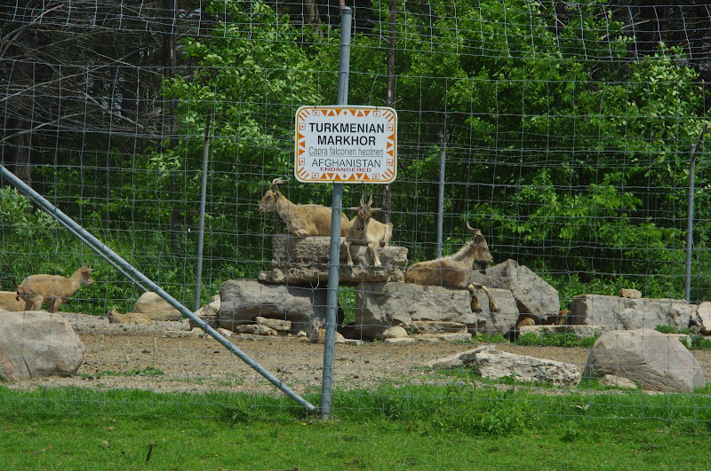 2014 - Turkmenian Markhor