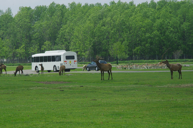 2014 - Wapiti and European Fallow Deer, North America