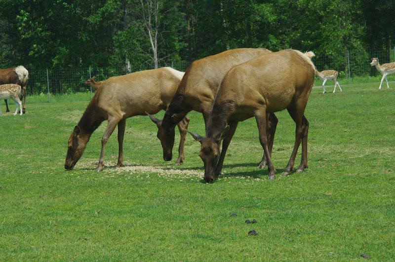 2014 - Wapiti and European Fallow Deer, North America