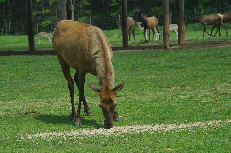2014 - Wapiti and European Fallow Deer, North America