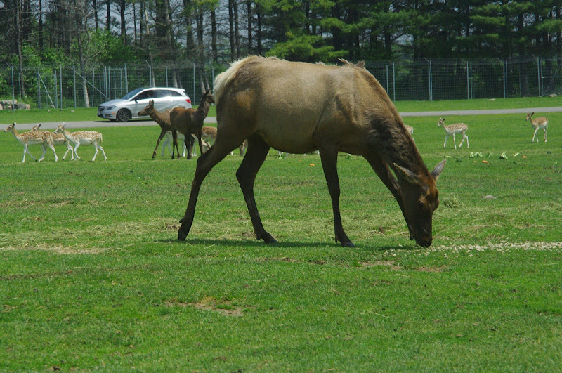 2014 - Wapiti and European Fallow Deer, North America