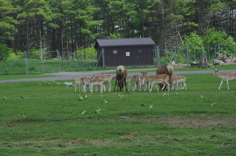 2014 - Wapiti and European Fallow Deer, North America