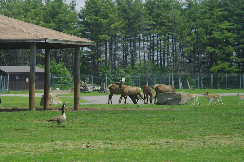2014 - Wapiti, European Fallow Deer, Canada Geese and Turkmenian Markhor