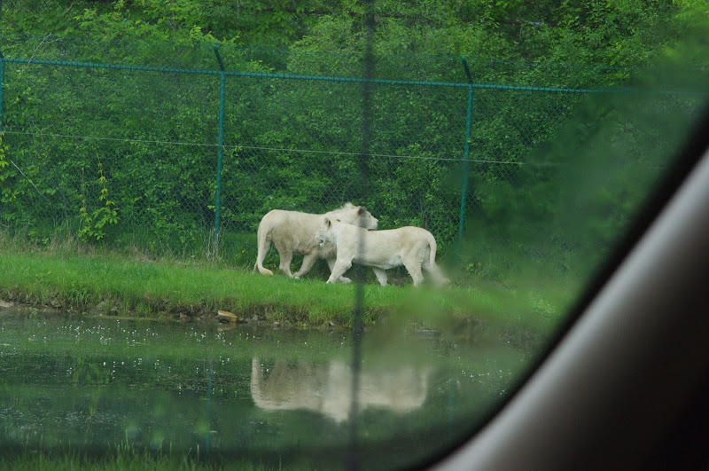 2014 - White African Lions