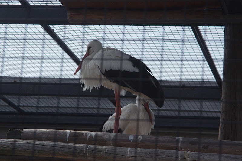 2014 - White Storks, Birds of Prey Conservation Centre