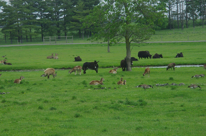 2014 - Yaks, Donkeys, Mouflon, Nilgai and Canada Geese, Eurasia