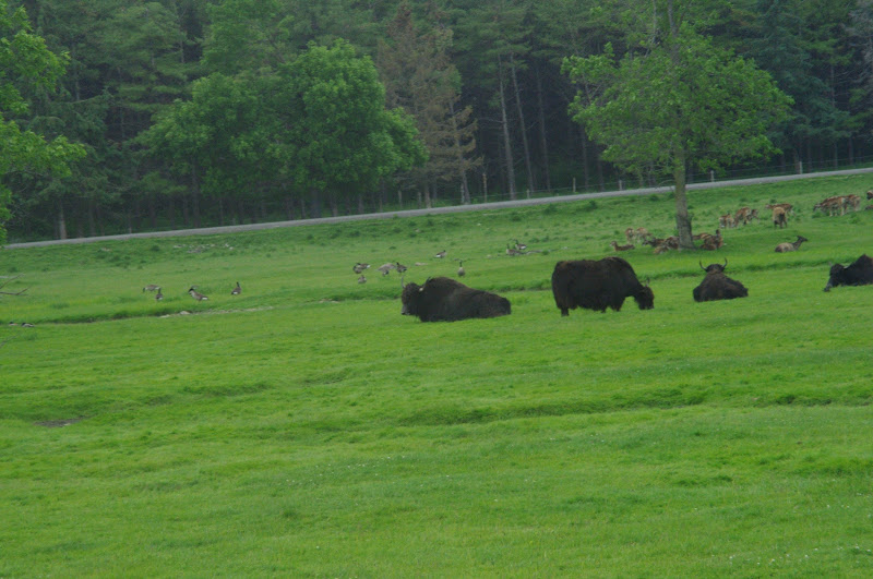 2014 - Yaks, Mouflon and Canada Geese, Eurasia