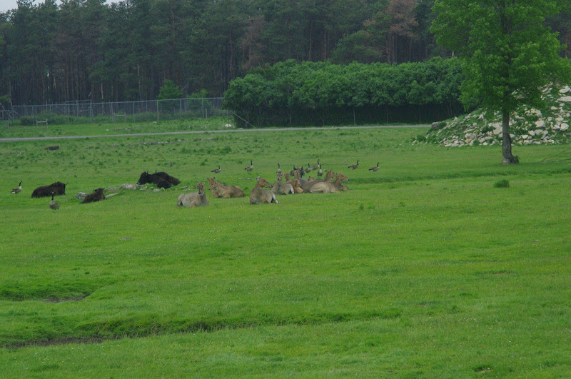 2014 - Yaks, Nilgai and Canada Geese, Eurasia