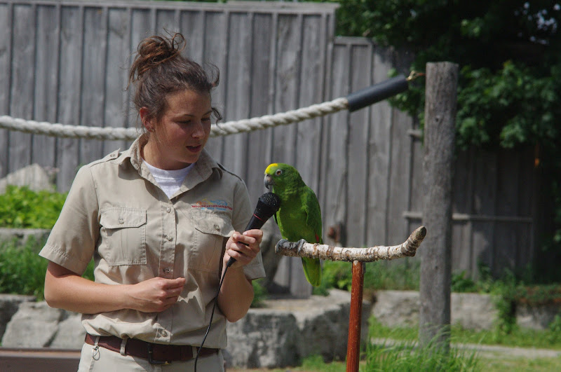 2014 - Yellow-crowned Amazon, Parrot Paradise presentation