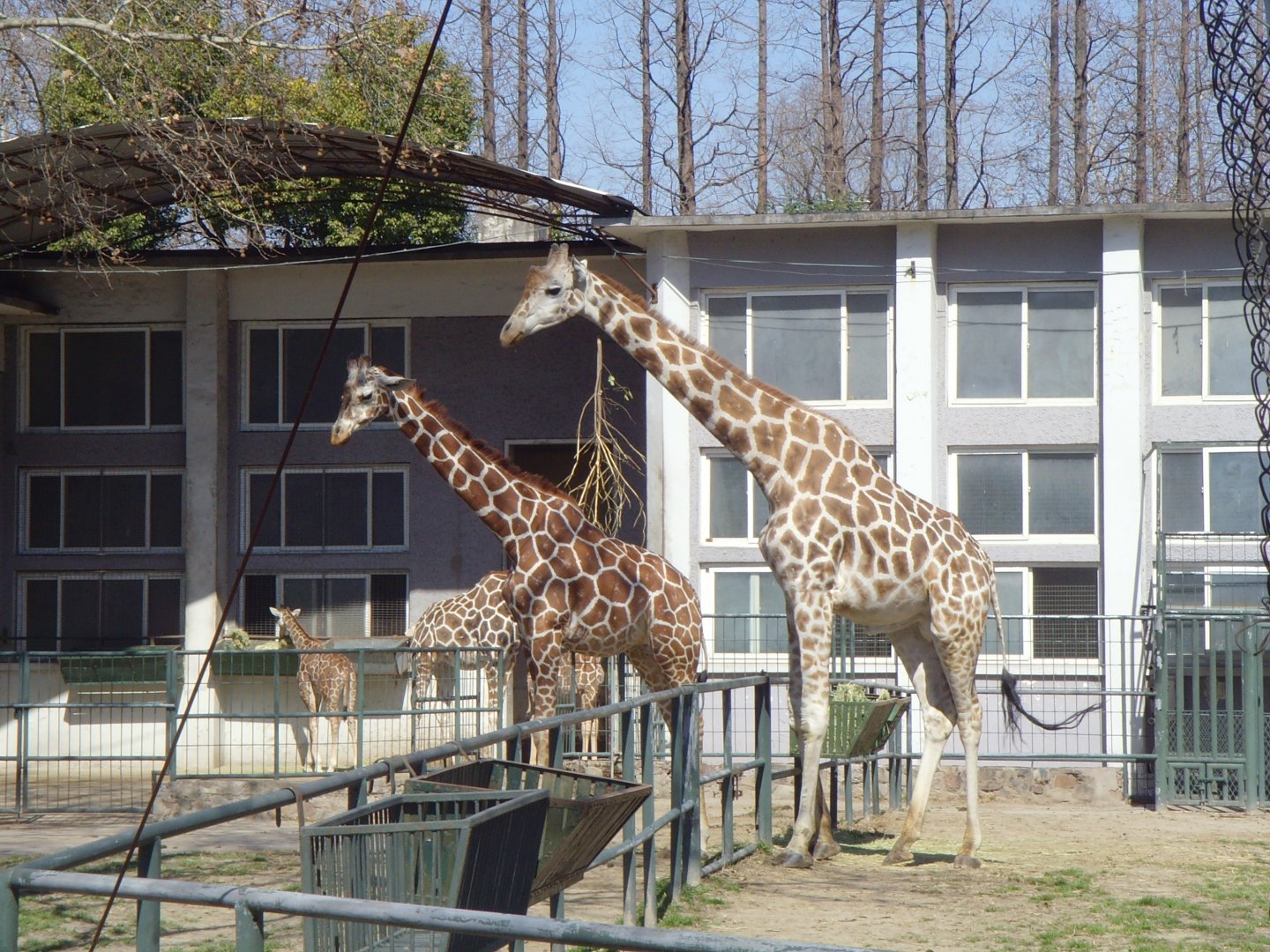 2015-02-19 Two giraffe species
