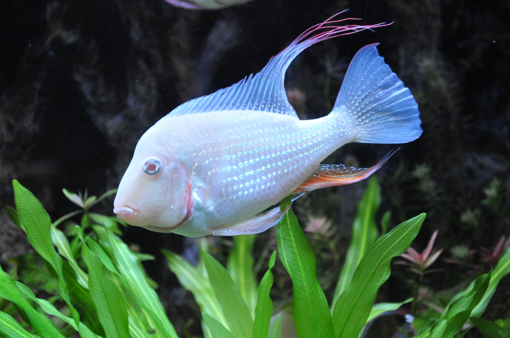 2015-05-25 Albino Threadfin Acara