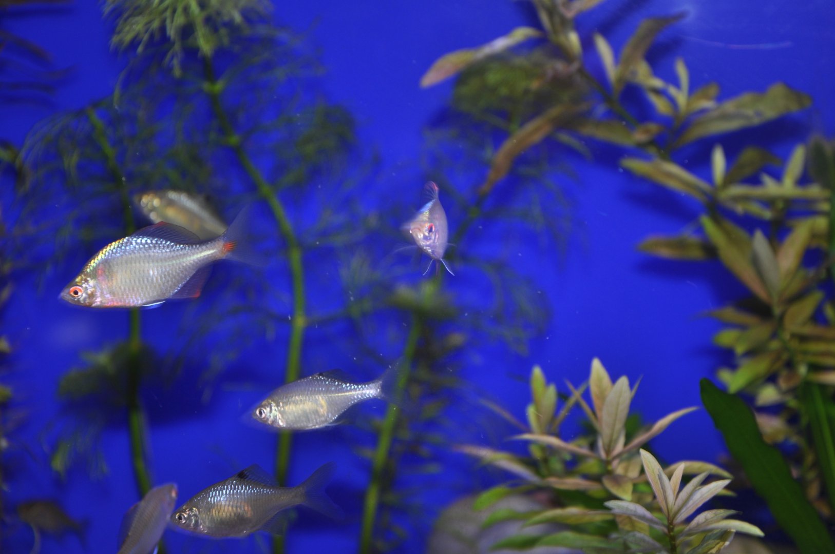 2015-05-25 Chinese Bitterling