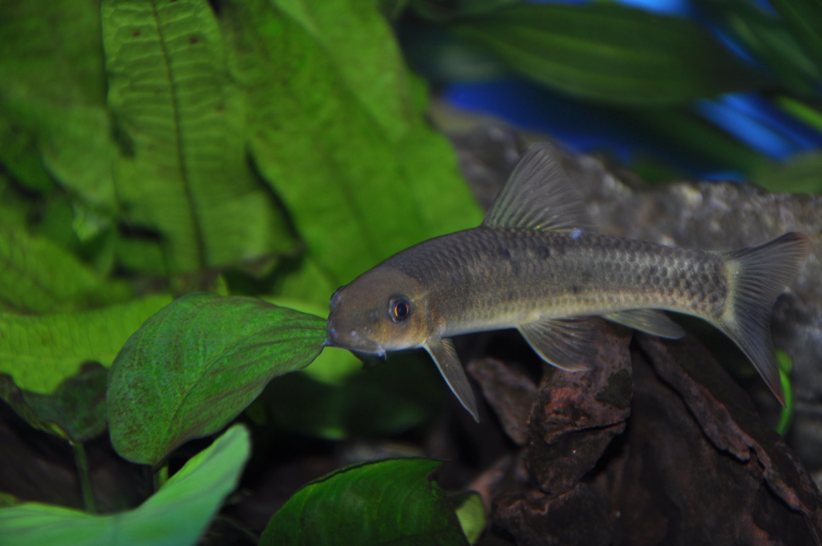 2015-05-25 Dongting Dace