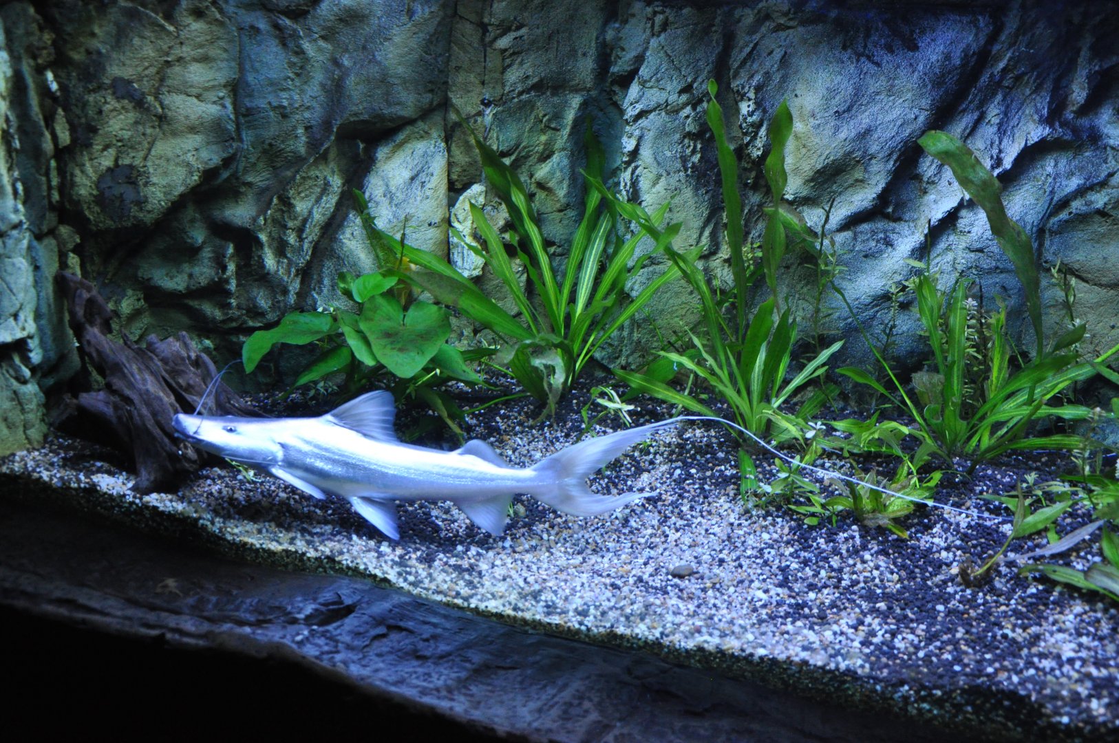 2015-05-25 Gilded Catfish