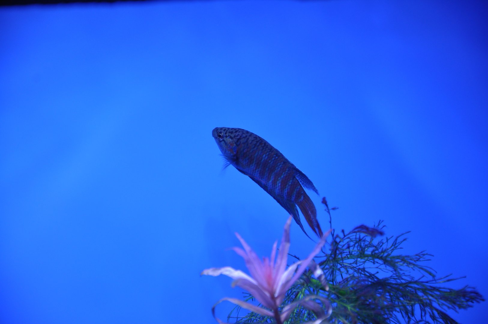 2015-05-25 Paradise Fish