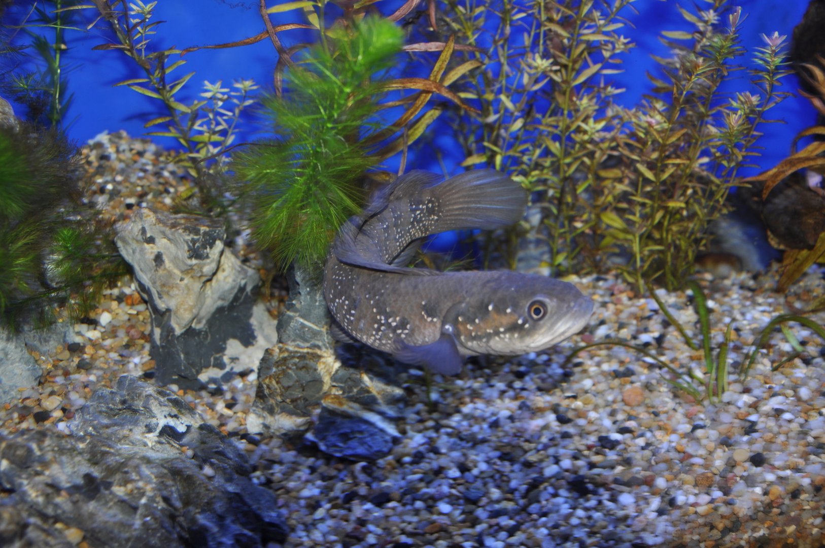 2015-05-25 Small Snakehead