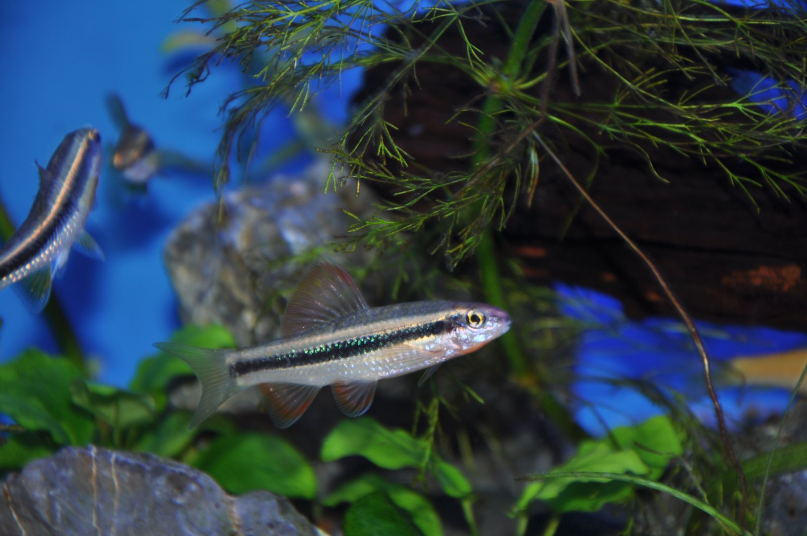 2015-05-25 Small Winnow