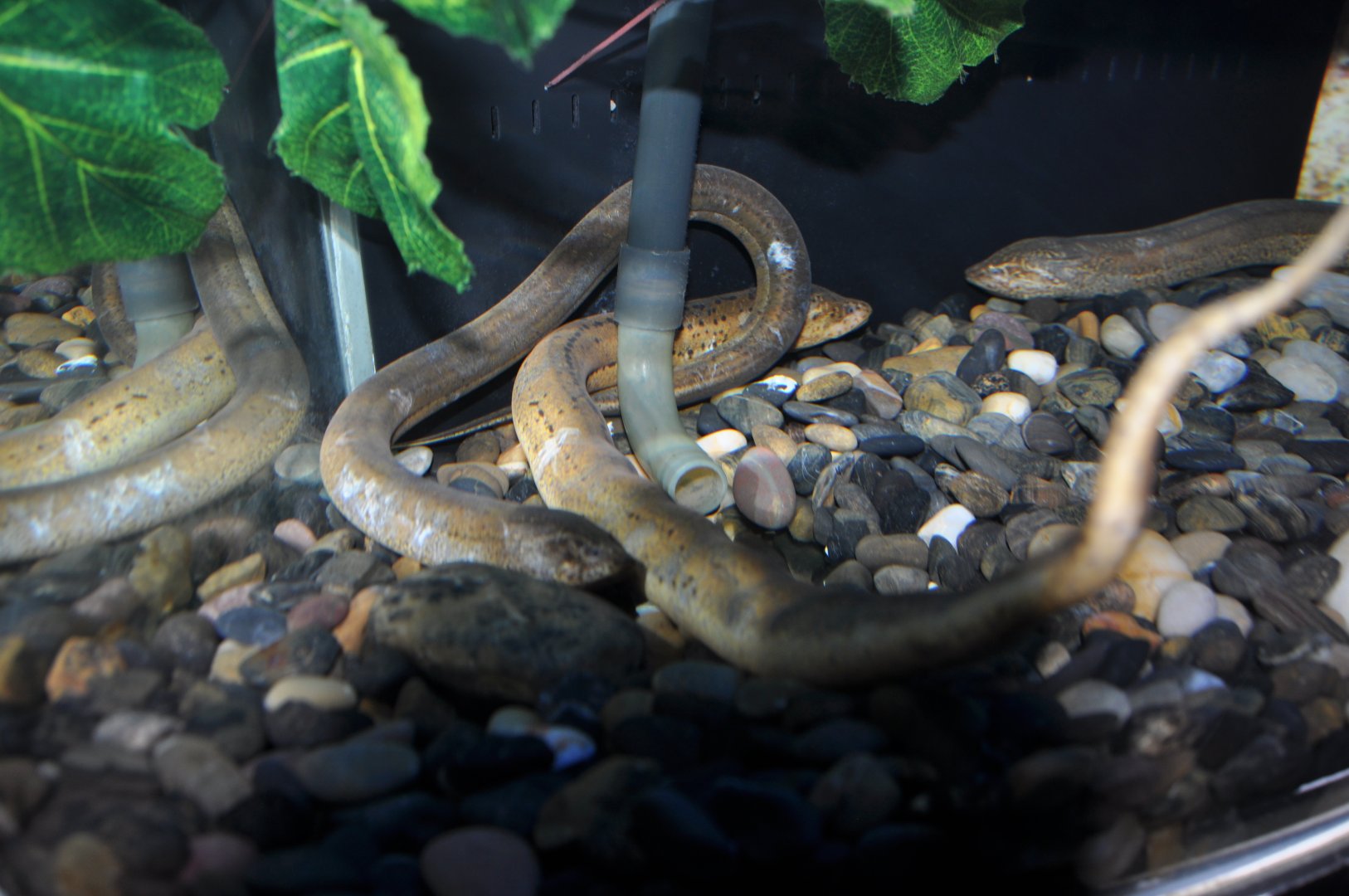 2015-05-25 Swamp eel