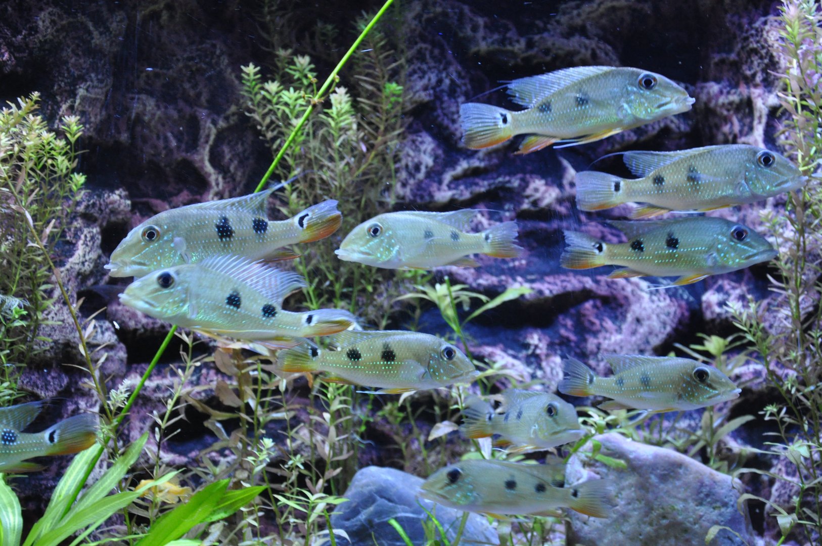 2015-05-25 Three spotted eatheater