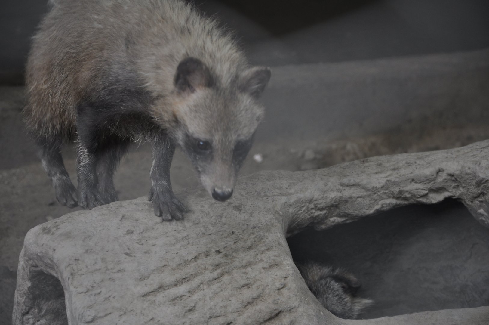 2015-06-23 A captive raccoon dog