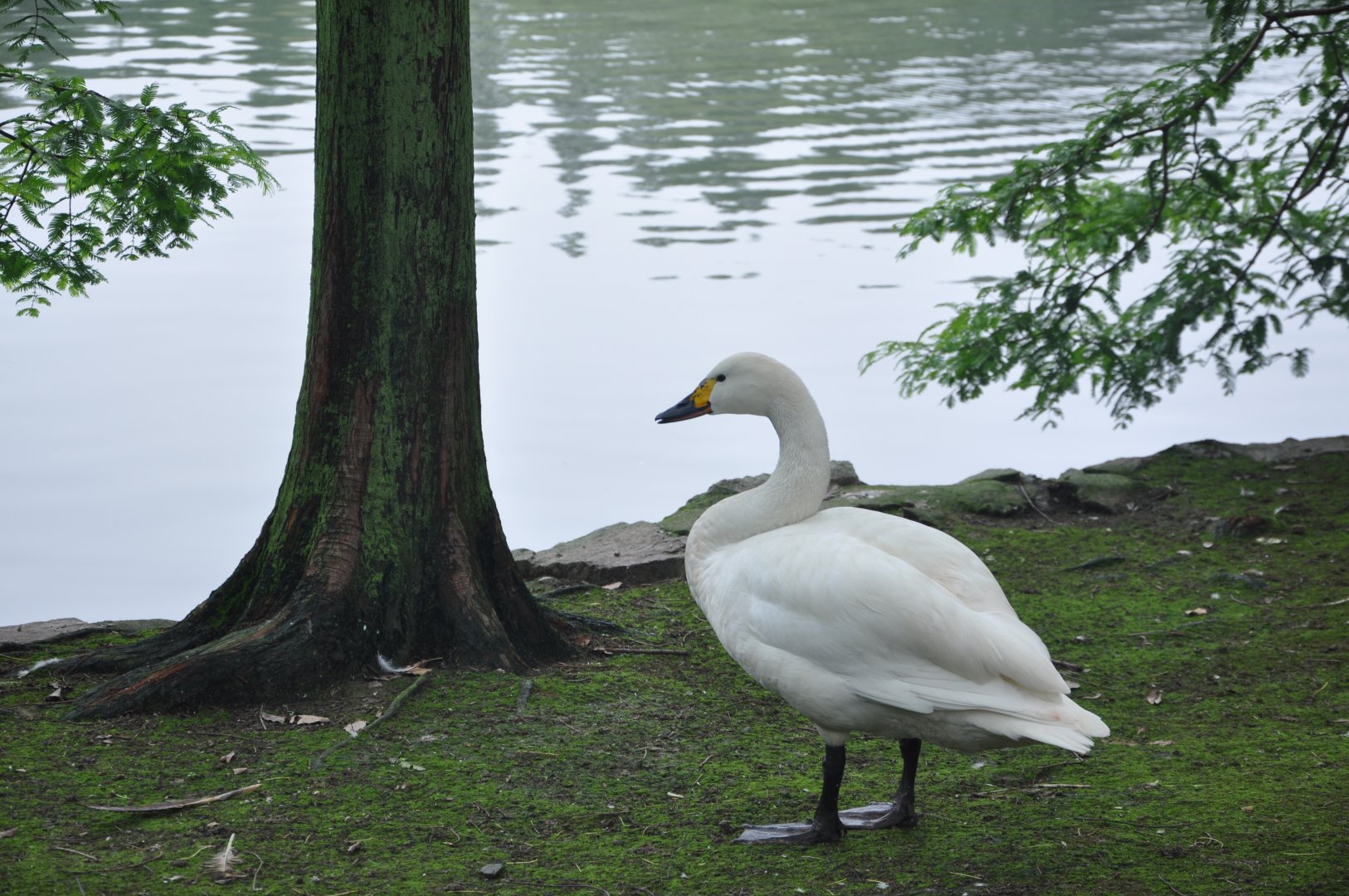 2015-06-23 Bewick's swan