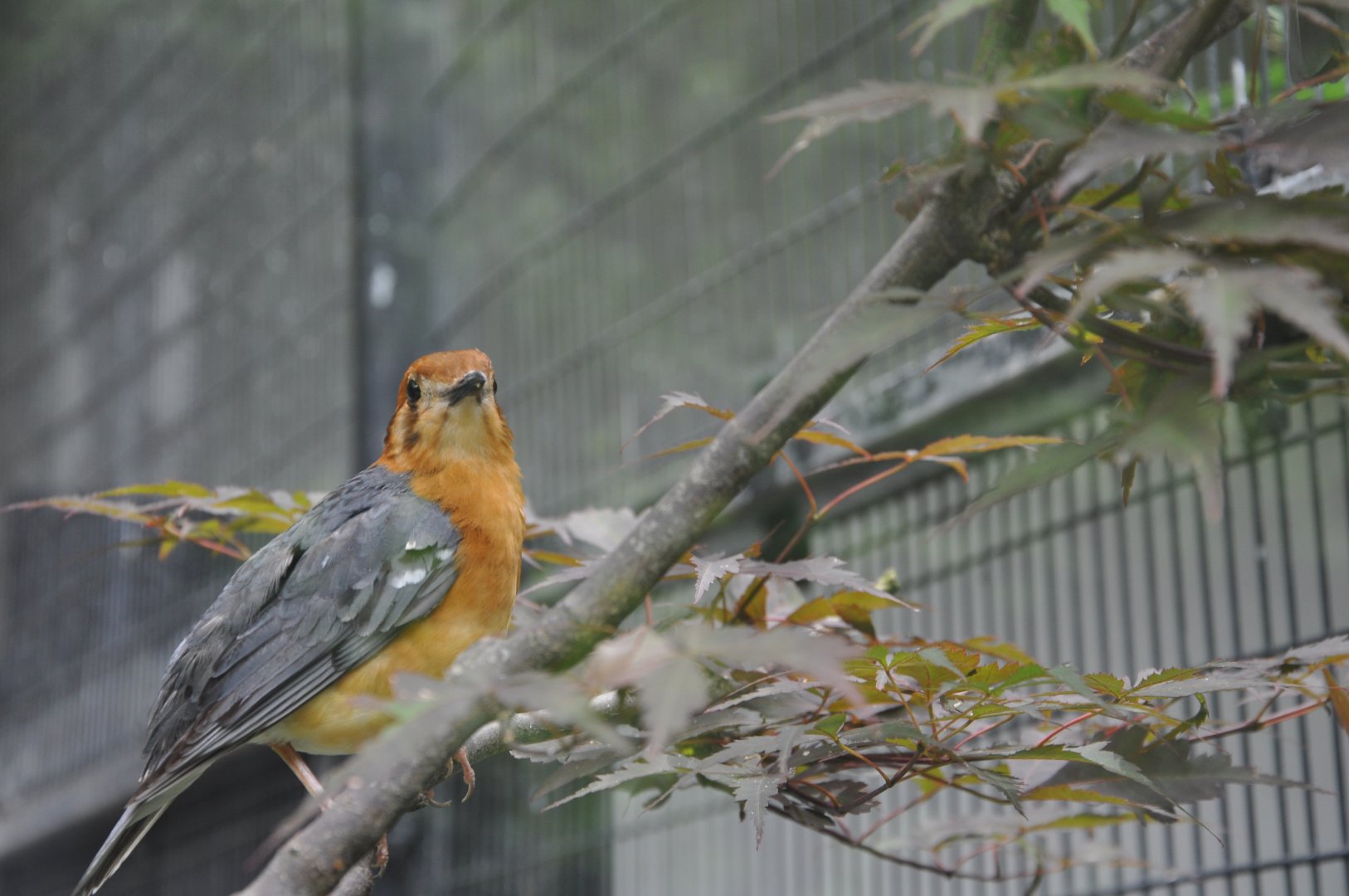 2015-06-23 Orange-headed thrush