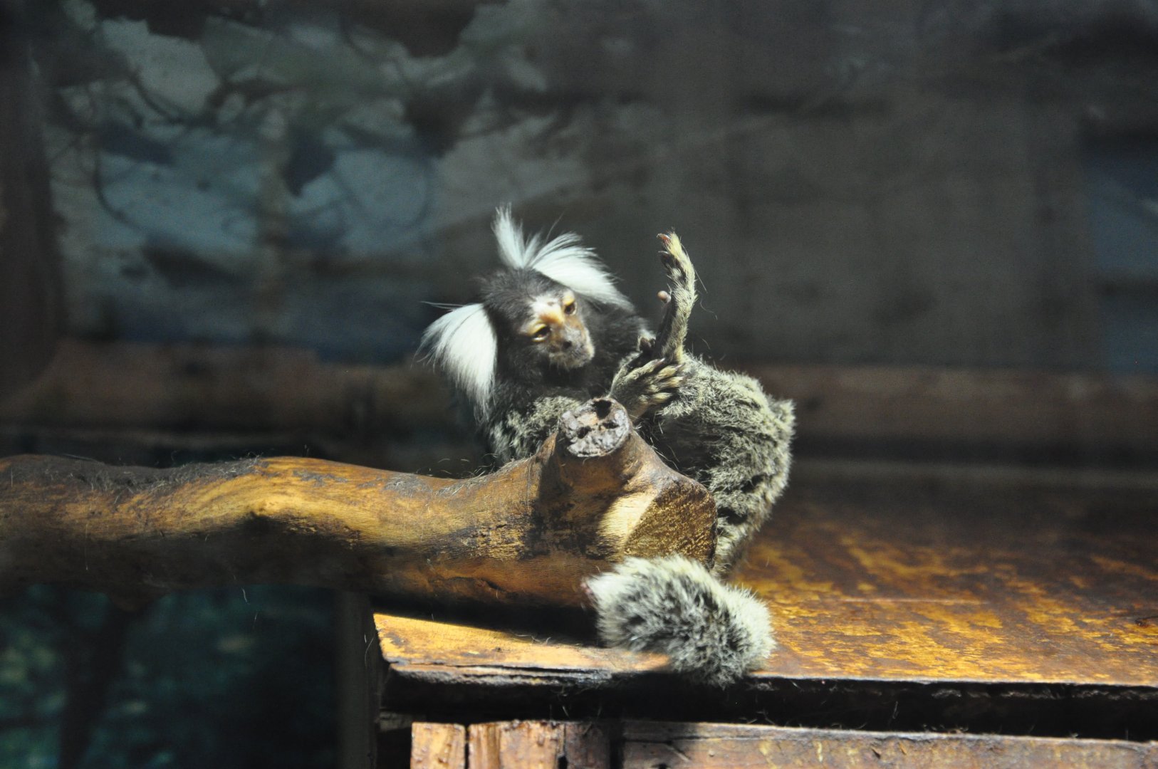 2015-08-13 Common marmoset