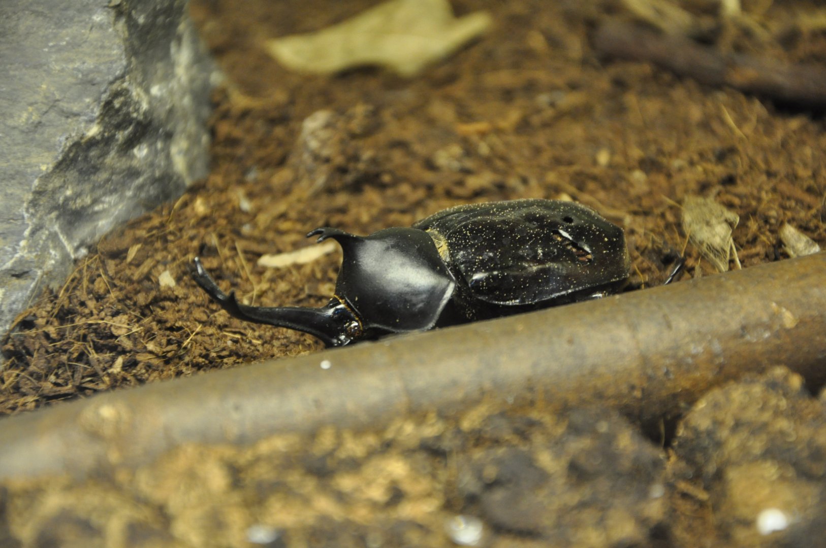 2015-08-13 Japanese rhinoceros beetle