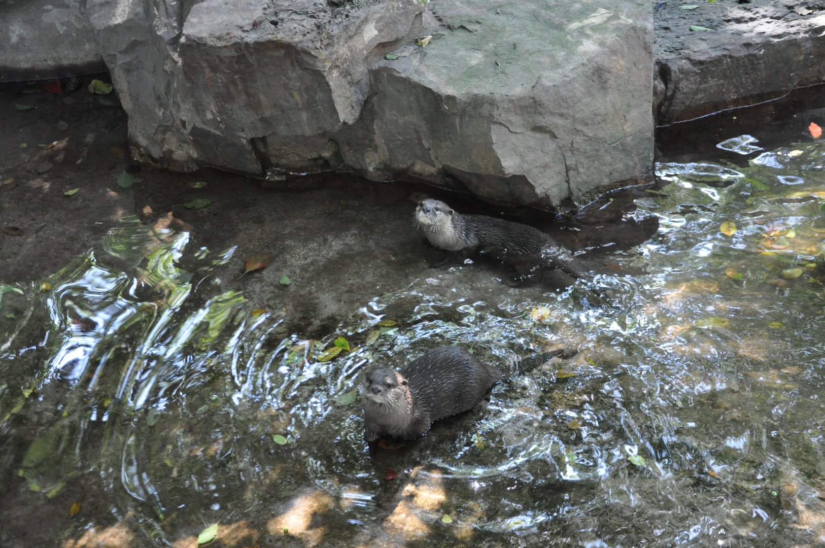 2015-10-02 Asian small-clawed otter