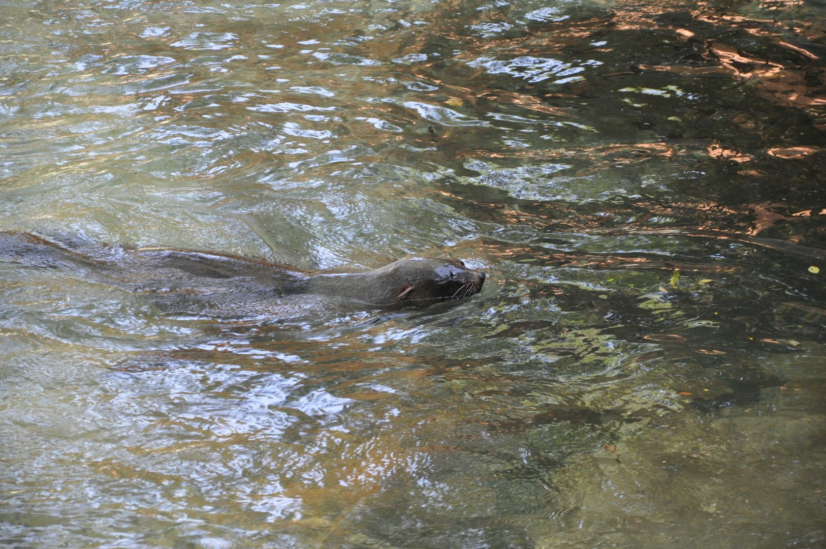 2015-10-02 Brown fur seal