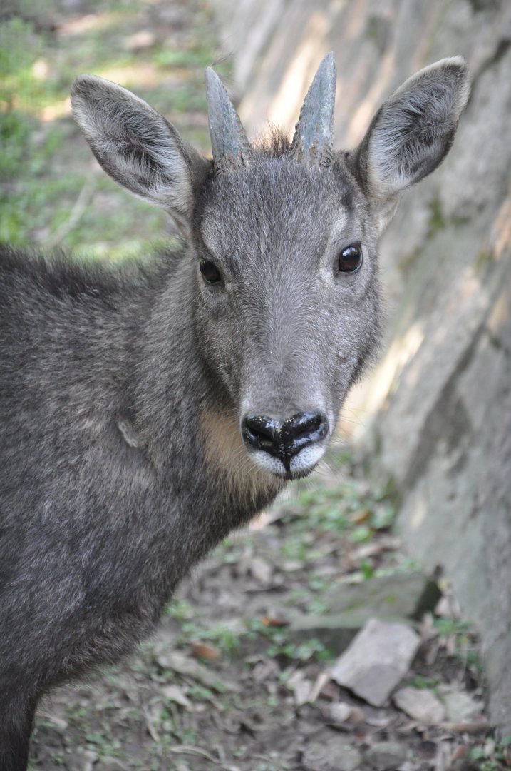2015-10-02 Chinese goral