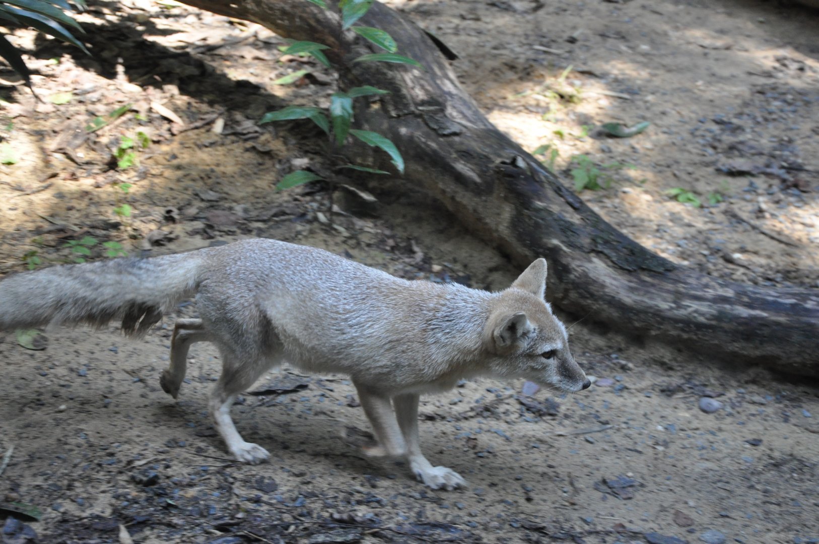 2015-10-02 Corsac fox