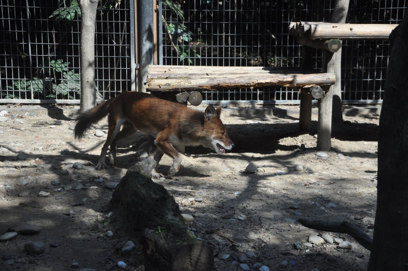 2015-10-02 Dhole
