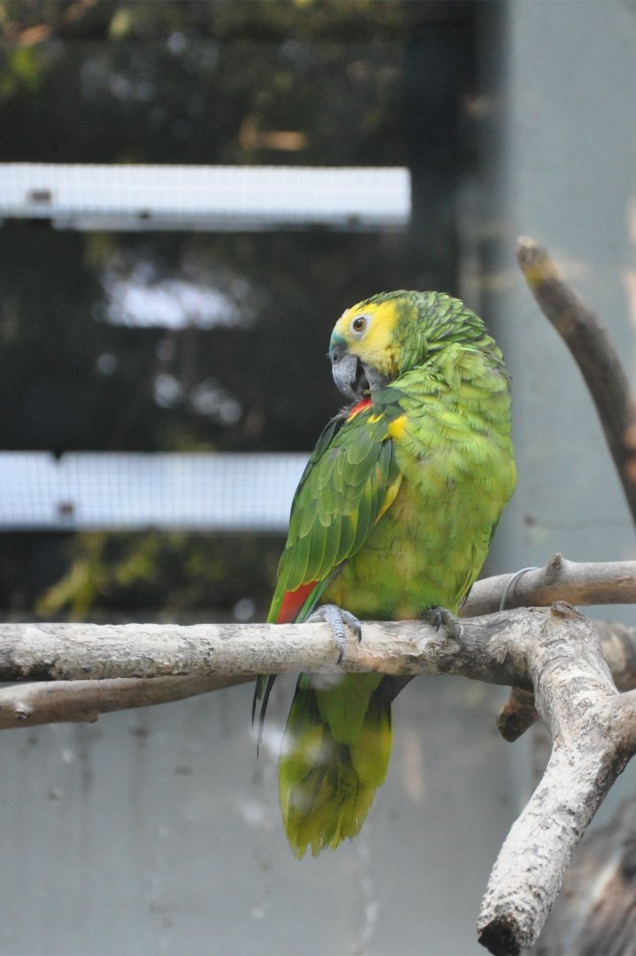 2015-10-02 Orange-winged amazon
