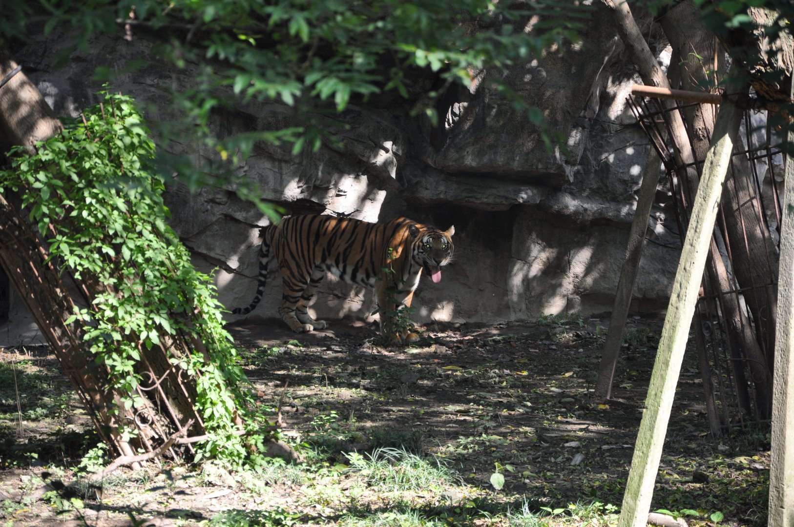 2015-10-02 South China tiger