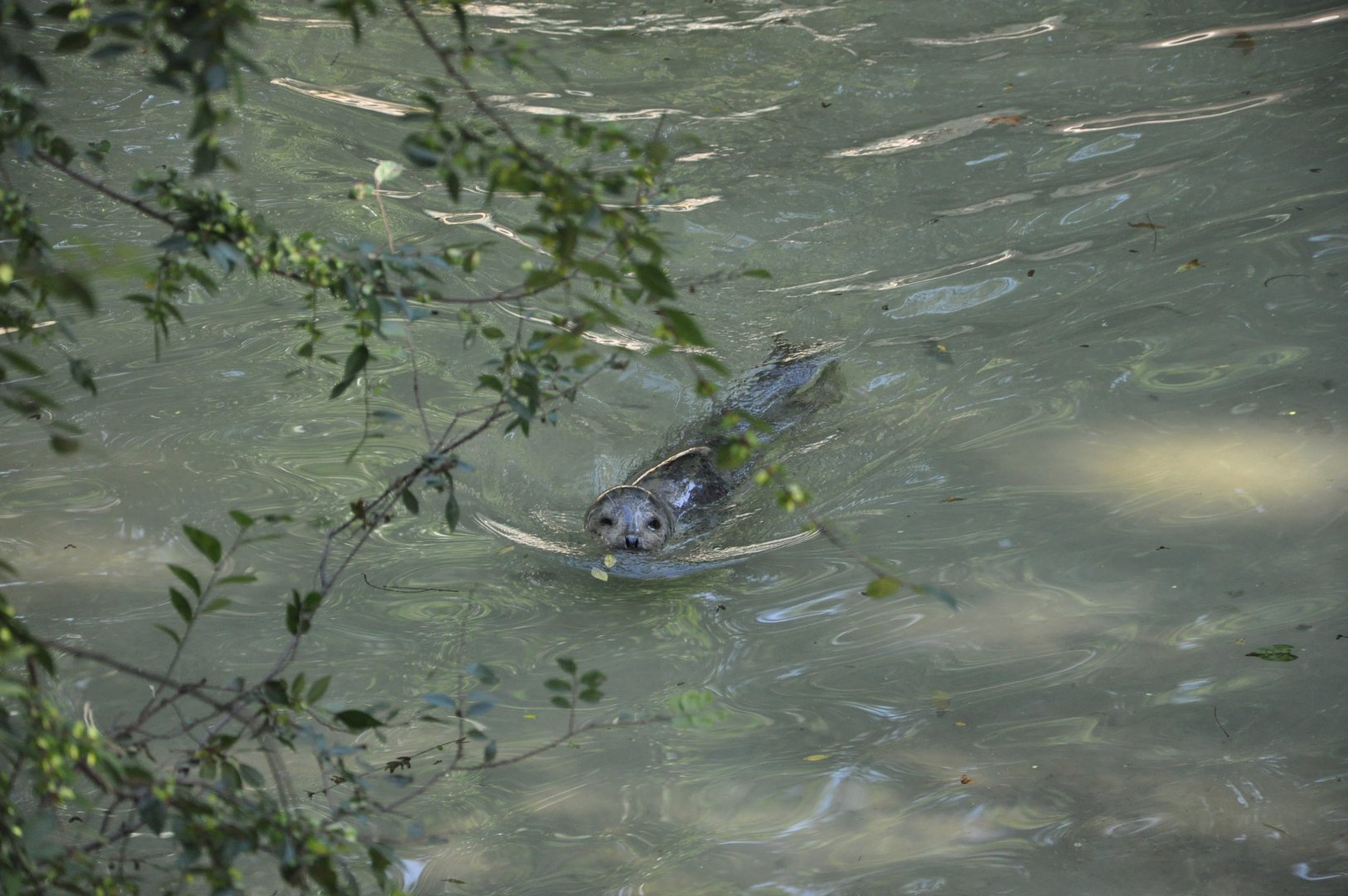 2015-10-02 Spotted seal