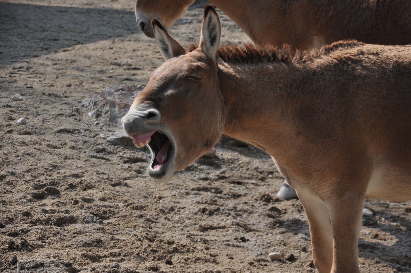 2016-02-02 A laughing Mongolian khulan