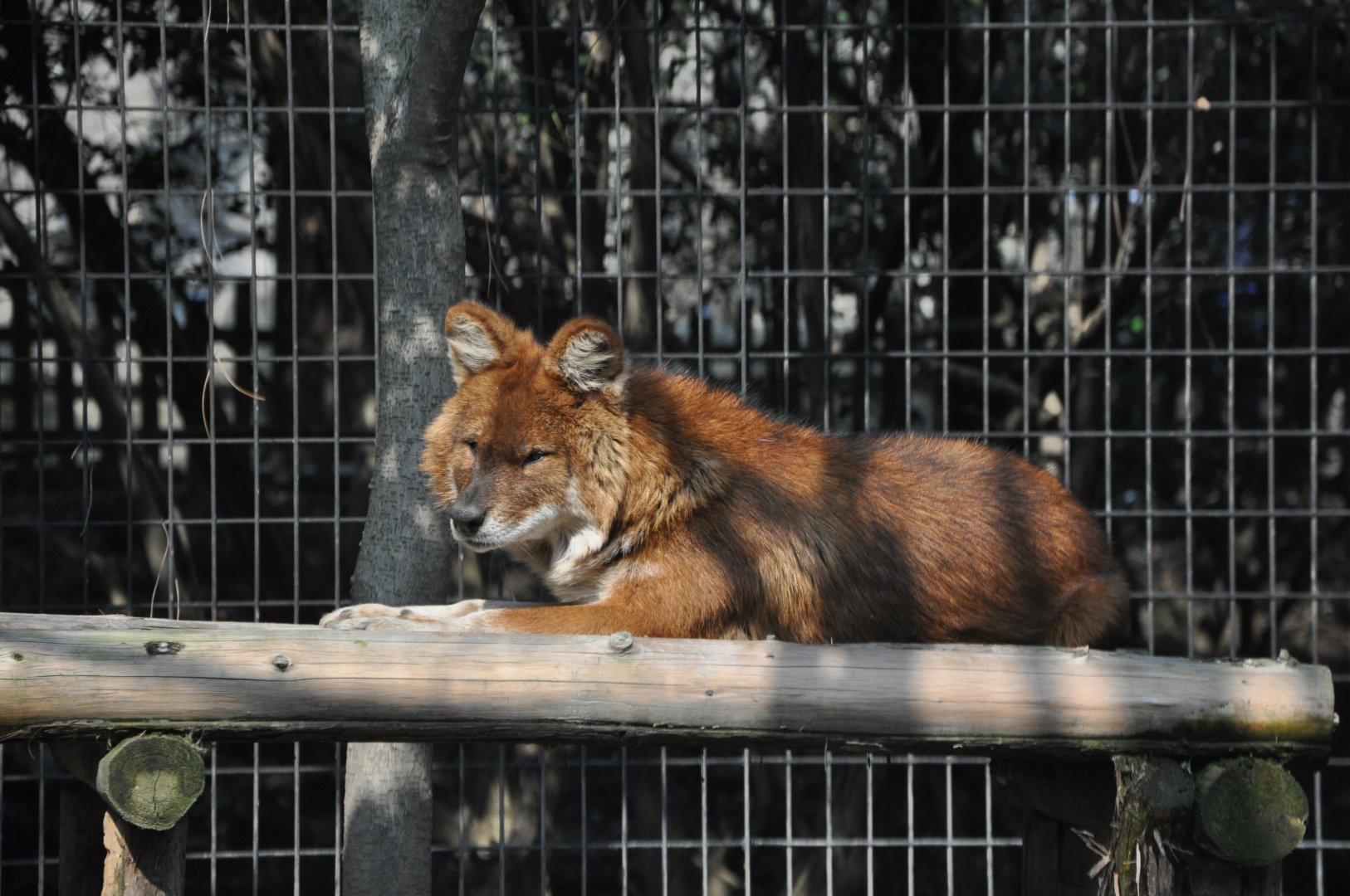 2016-02-02 An OLD OLD Dhole