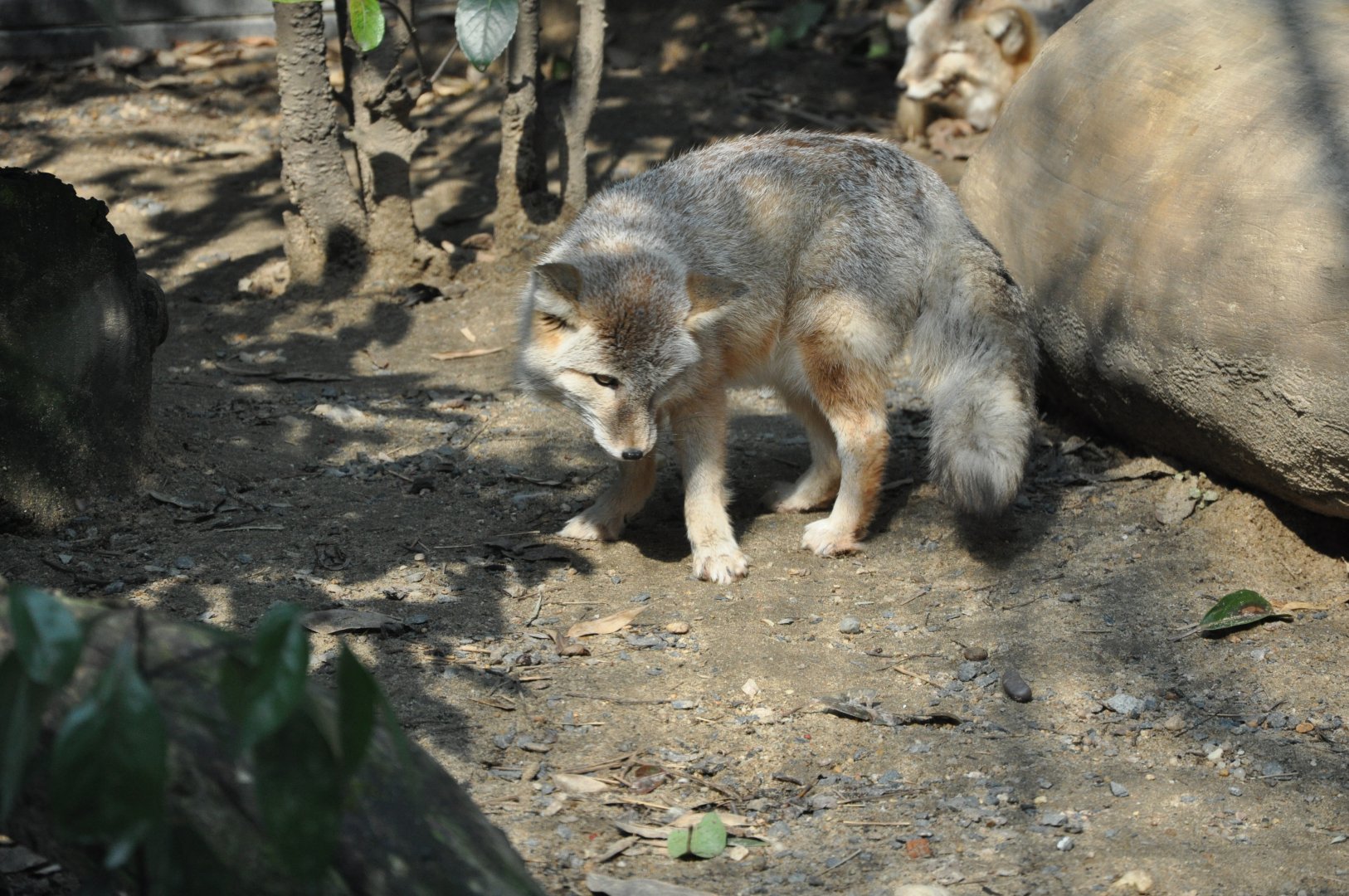2016-02-02 An OLD OLD FLUFFY Corsac fox