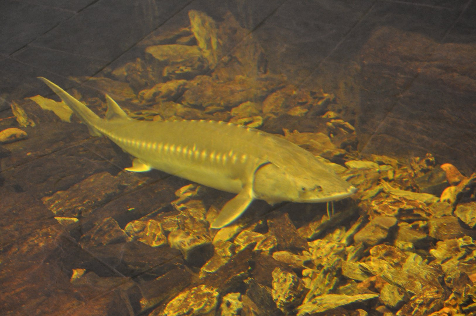 2016-02-02 Chinese sturgeon