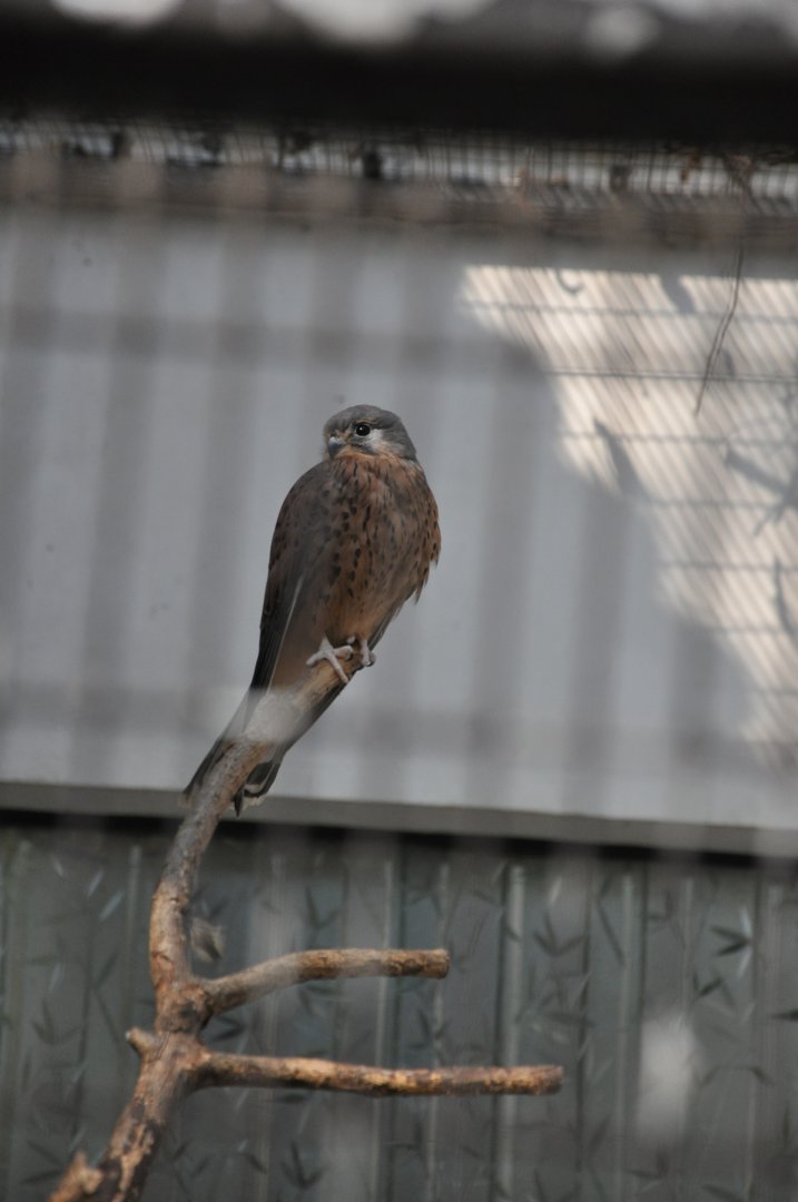2016-02-02 Common kestrel