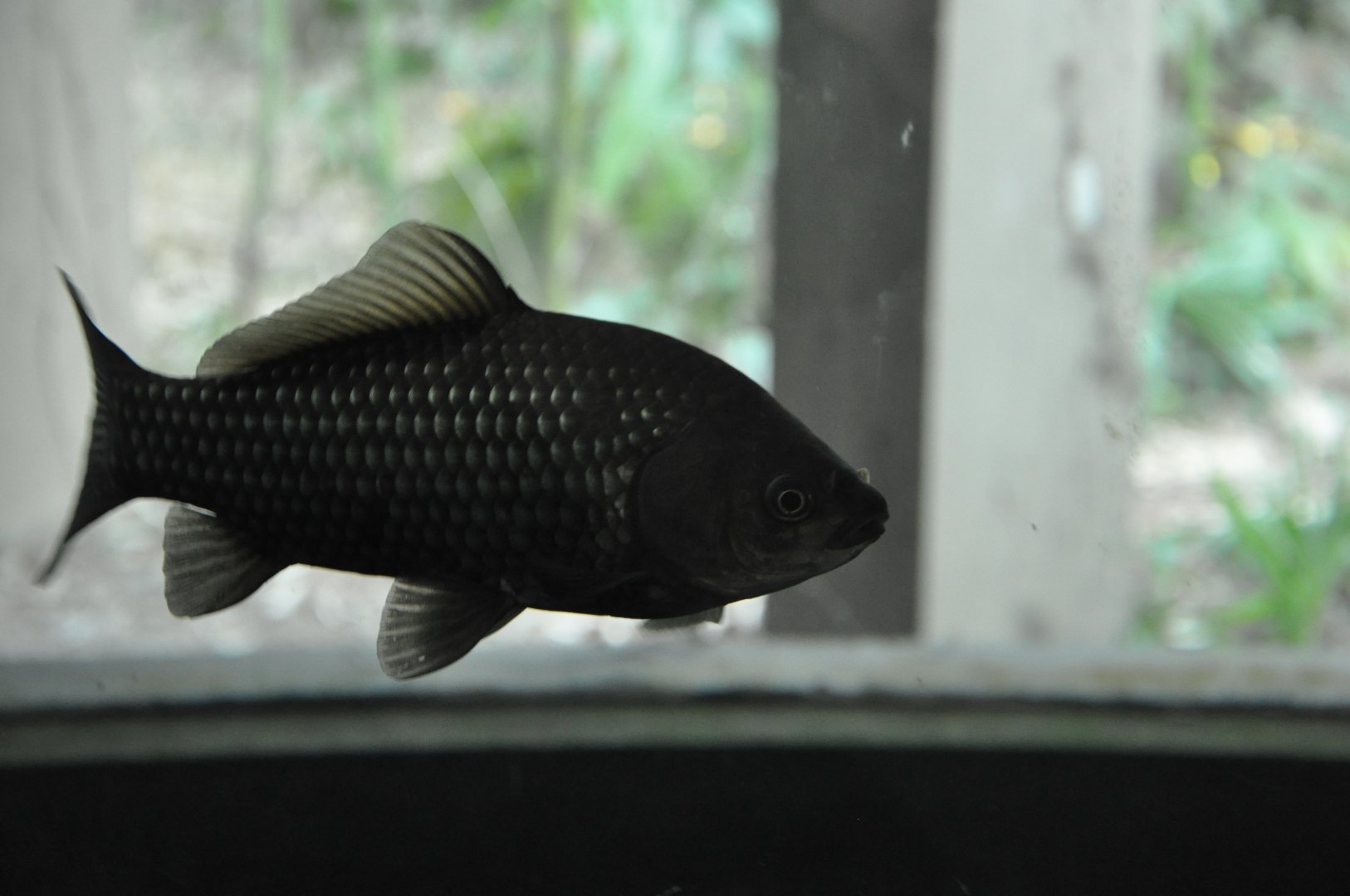 2016-02-02 Crucian carp