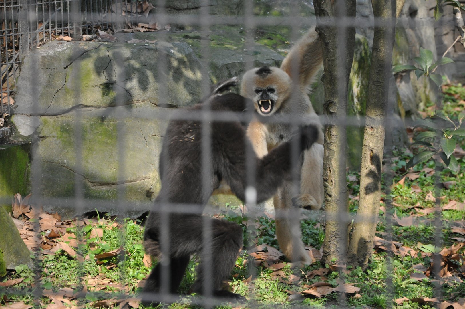 2016-02-02 Female Yellow-cheeked gibbon & Male Skywalker hoolock 01