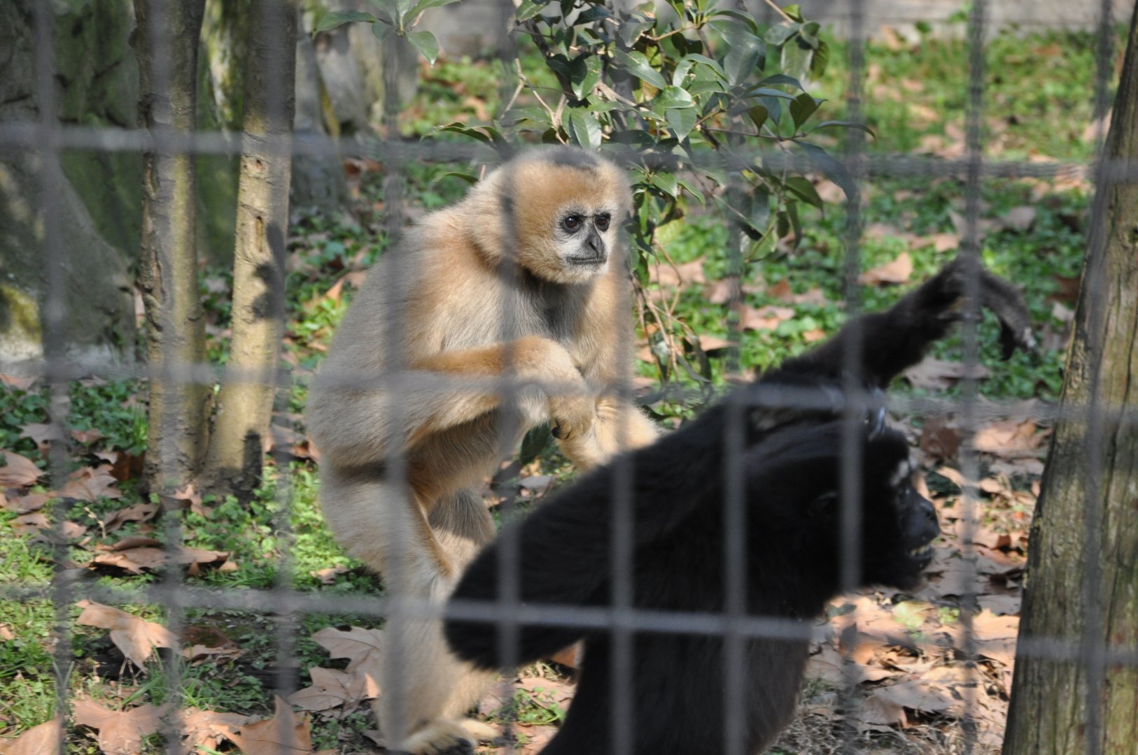 2016-02-02 Female Yellow-cheeked gibbon & Male Skywalker hoolock 02