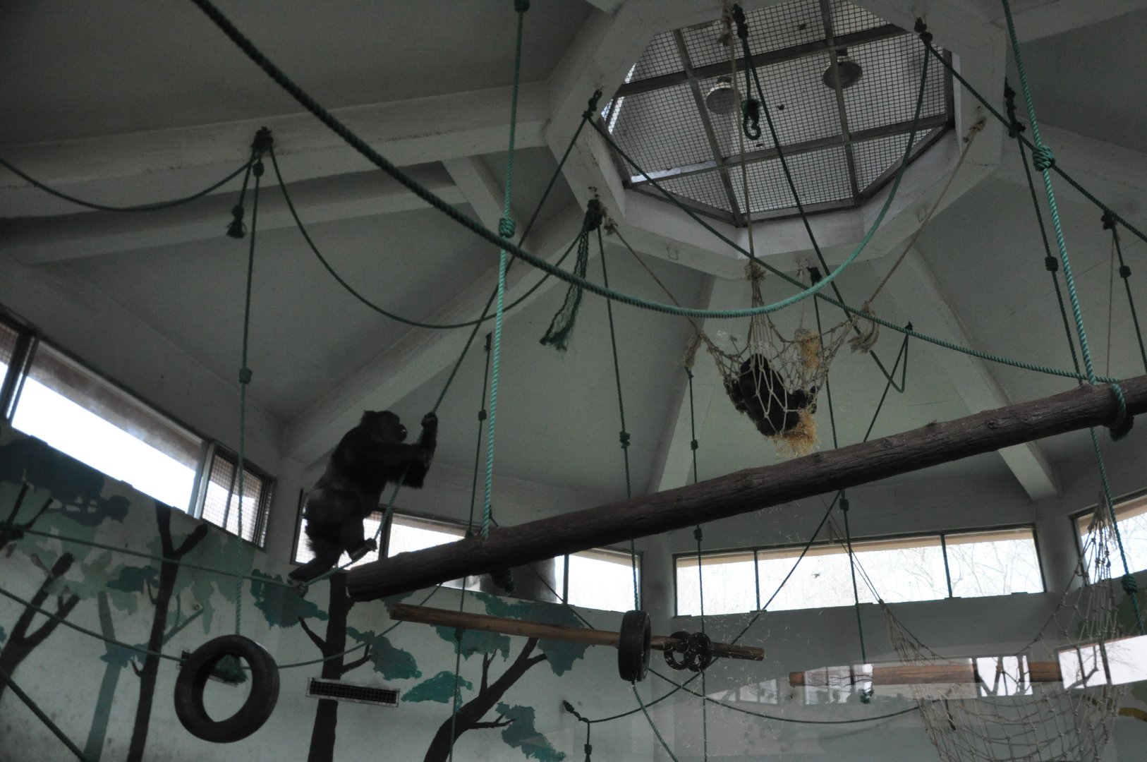 2016-02-02 Flexible Western lowland gorilla