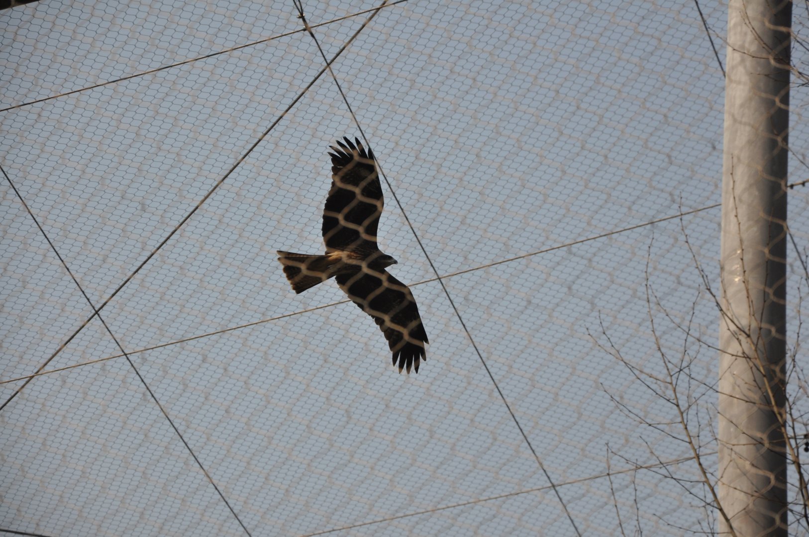 2016-02-02 flying black-eared kite