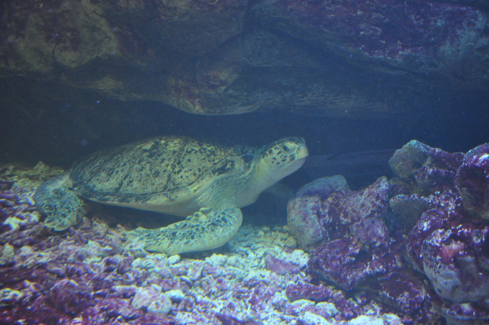 2016-02-02 Green sea turtle