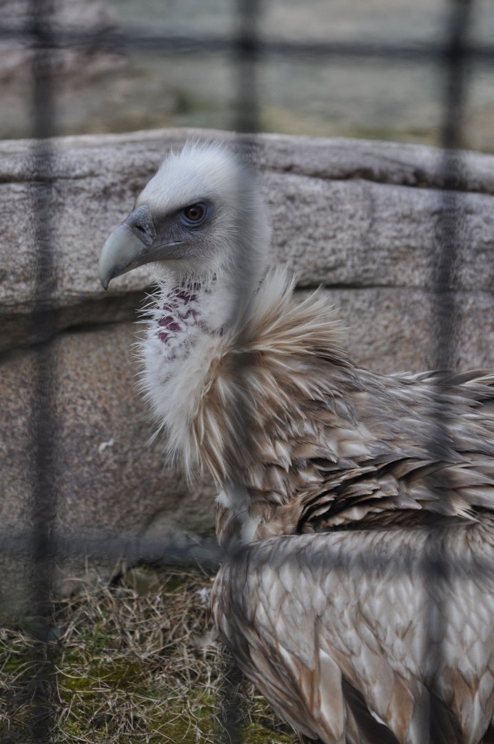2016-02-02 Himalayan vulture
