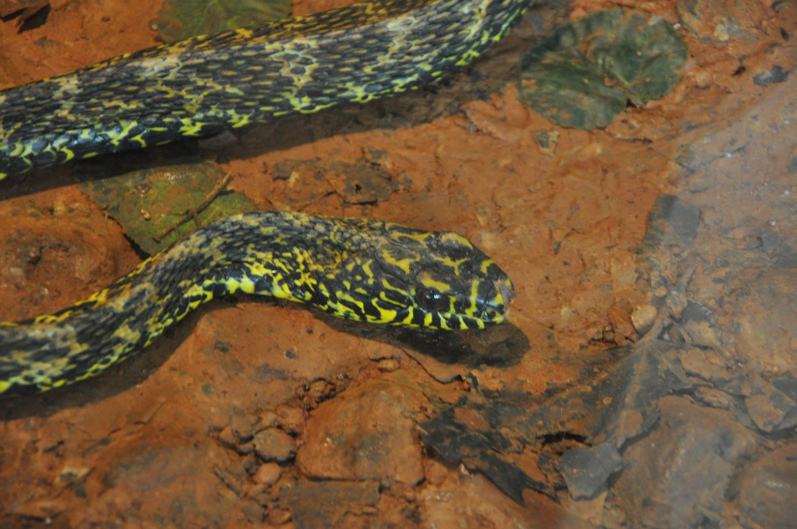 2016-02-02 King ratsnake